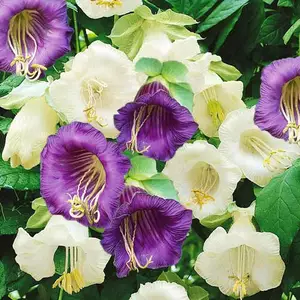 Кобея Кобея