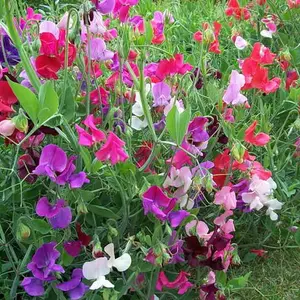 горошек горошек