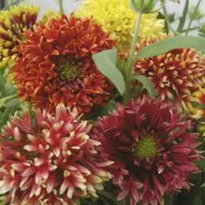 Гайлардия Гайлардия