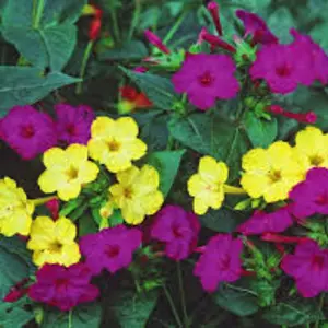 Мираабилис Мираабилис