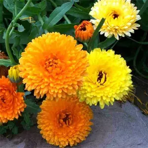 Календула Календула