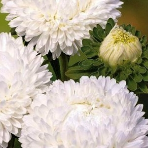 Астра Астра