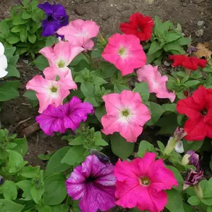 Семена петунии Семена петунии