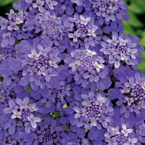 Cемена ибериса Cемена ибериса