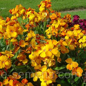 Лакфиоль Лакфиоль