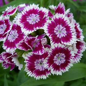 Семена гвоздики Семена гвоздики