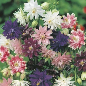 Аквилегия Аквилегия