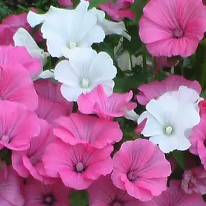 Семена лаватеры Семена лаватеры