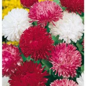 Маргаритка Маргаритка