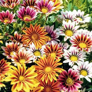 Газания Газания