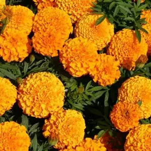 Бархатцы Бархатцы