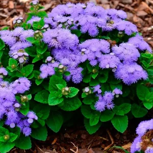 Агератум Агератум
