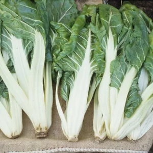 Насіння мангольда Насіння мангольда