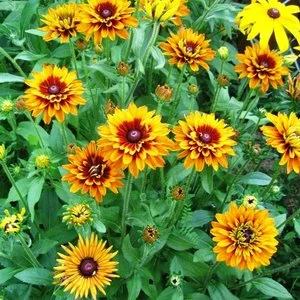 Рудбекия Рудбекия