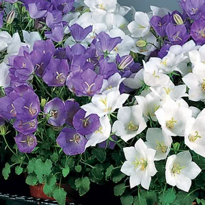 Колокольчик Колокольчик