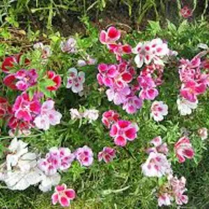 Годеция Годеция