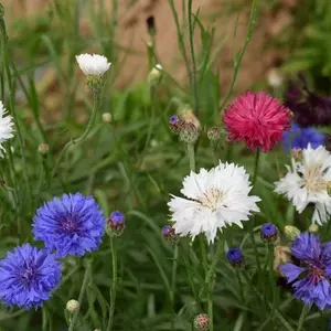 Василек Василек