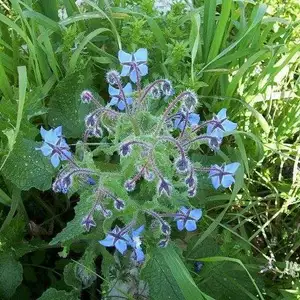 семена огуречной травы семена огуречной травы