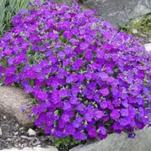 Обриета Обриета