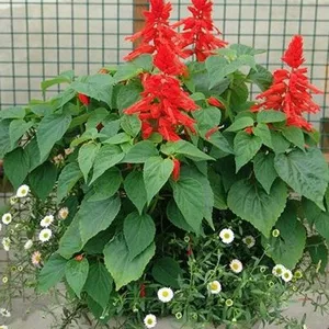 Семена сальвии Семена сальвии