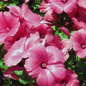 Лаватера Лаватера