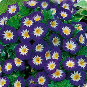 Вьюнок Вьюнок