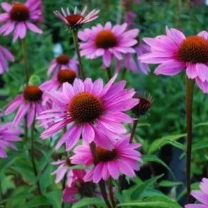 Эхинацея Эхинацея