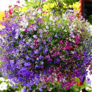 Лобелия Лобелия