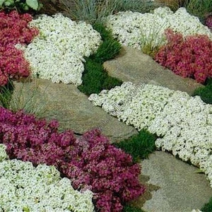 Алиссум Алиссум