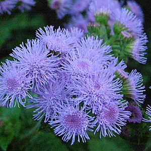 Агератум Агератум