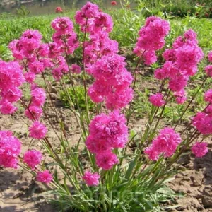 Лихнис Лихнис