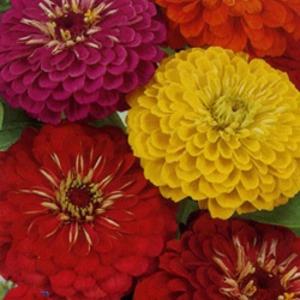 Семена гиганты калифорнии Семена гиганты калифорнии