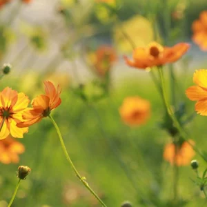 Cемена космеи Cемена космеи