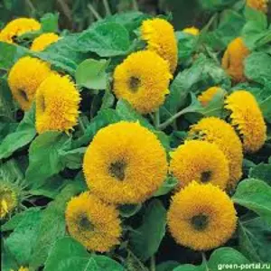 Подсолнух Подсолнух