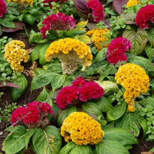 Целозия Целозия