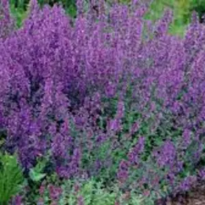 Культура Культура