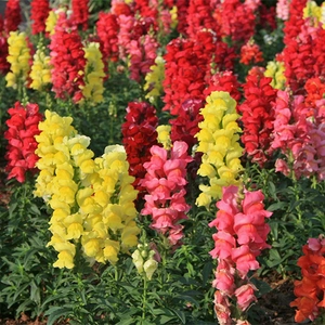 Львиный зев Львиный зев