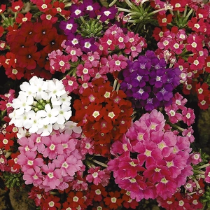 Вербена Вербена