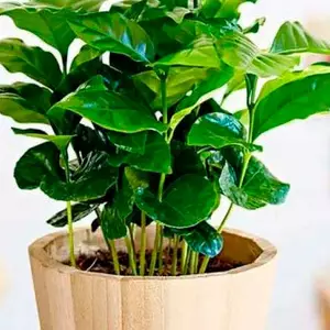 Кофейное дерево Кофейное дерево