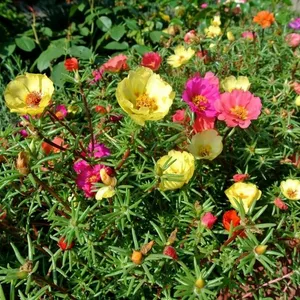 портулак портулак