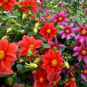 Георгина Георгина