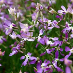 семена матиолы семена матиолы