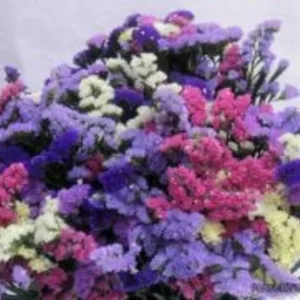 Статица Статица