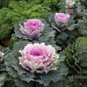 капуста капуста